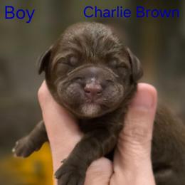 Charlie Brown - Brown male Schnoodle puppy in Timmonsville, South Carolina from For the LOVE of Poodles, Doodles and Sheepdogs