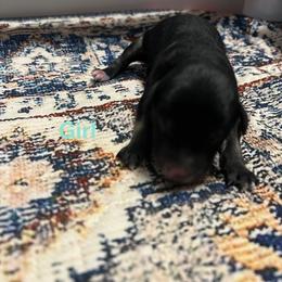 Black phantom - female Australian Mountain Doodle puppy in Blue Springs, Missouri from Jeanie’s Doodles