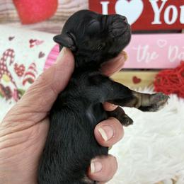Boy 3 - male Miniature Schnauzer puppy in Sylvania, Georgia from Southern Sky Miniature Schnauzers