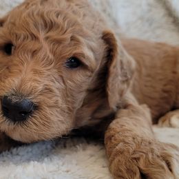 Boy 5 - Goldendoodle puppy in Le Roy, Minnesota from Doodles by the Dam