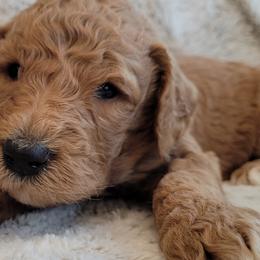 Boy 5 - Goldendoodle puppy in Le Roy, Minnesota from Doodles by the Dam
