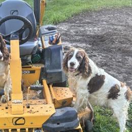 English Springer Spaniels from Gunner Spaniel