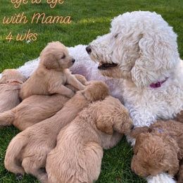 Goldendoodle All Grown Up from Doodle Tree