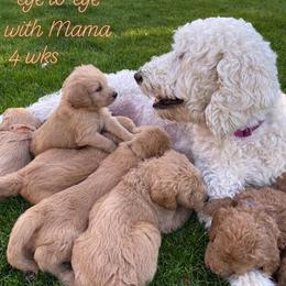 Goldendoodle All Grown Up from Doodle Tree