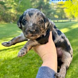 Sherbert - Merle male Bernedoodle puppy in Midland, Michigan from Northern Charm Farm