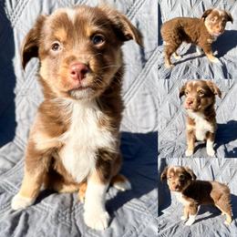 Red tri female 2 - Red tri female Miniature Australian Shepherd puppy in Brooker, Florida from Honey, I Shrunk the Aussies