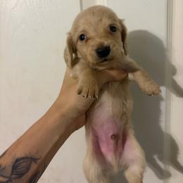 Murphy - Cream male Dachshund puppy in Conroe, Texas from Dots Dachshunds