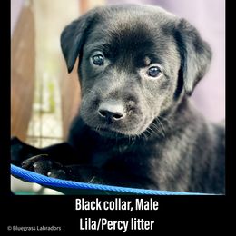 Labrador Retriever Puppies from Bluegrass Labradors