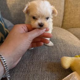 Peanut - White male Maltese puppy in Dallas, Texas from Dallas Darling Maltese