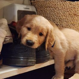 Golden Retriever Puppies from Bennett Goldens