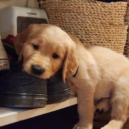 Golden Retriever Puppies from Bennett Goldens