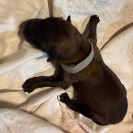 Couyon - Yellow male Dutch Shepherd puppy in Saint Amant, Louisiana from Mercy Kennels