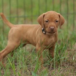 Girls - Golden rust female Vizsla puppy in Alvord, Texas from Tequila Kennels