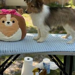 Shetland Sheepdog Puppies from Belknap Shelties