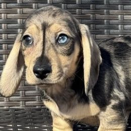 Dachshunds from Brit’s Doxie Crossing