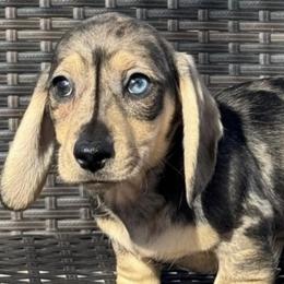 Dachshunds from Brit’s Doxie Crossing