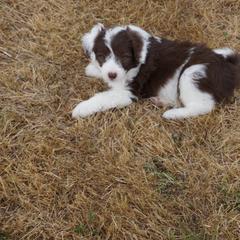 Bordoodle Puppies from Painted Dog Hill