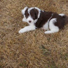 Bordoodle Puppies from Painted Dog Hill