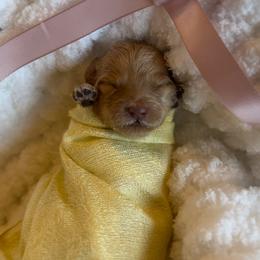 Bunny Slopes - Red  female Goldendoodle puppy in Gilbert, Arizona from Sunny Doodles