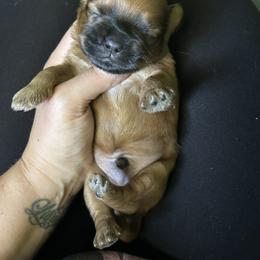 Shih Tzu Puppies from Adam & Eve Pups CT