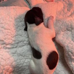 Cappuccino (Dark Blue) - White and liver male German Shorthaired Pointer puppy in Westminster, Maryland from Mischieous Miss Daisy: GSP Puppies