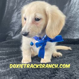 AKC LH cream blue collar - Cream female Dachshund puppy in Acton, California from DTR