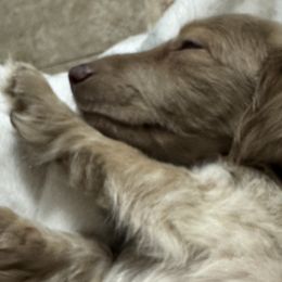 Dachshunds from 4 Moore Ranch