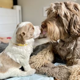 Australian Labradoodle Puppies from Starlight Ridge Australian Labradoodles
