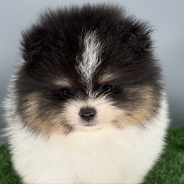 River - Black and tan parti male Pomeranian puppy in Newark, Ohio from Keeperofstars Pomeranians