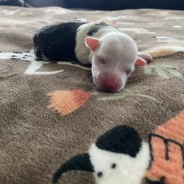 Girl 3 - Black and tan female Pembroke Welsh Corgi puppy in Rosharon, Texas from Morning Glory Corgis