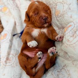 Ken - Red  male Goldendoodle puppy in Springville, Utah from JW Doodles