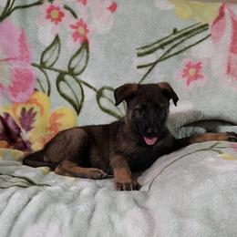 AXEL - Sable male German Shepherd puppy in Whitewater, California from Vom Haus Metzler Shepherds