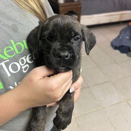 White Collar - Chestnut brindle male Cane Corso puppy in Niota, Tennessee from DTM Cane Corso