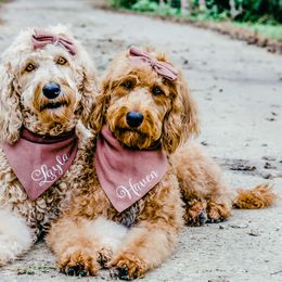 Double Doodles from Amy’s Double Doodles