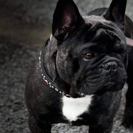Bentley  - French Bulldog