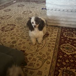 Poodle All Grown Up from Under the moon toy poodles