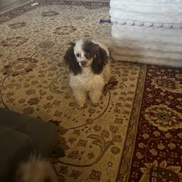 Poodle All Grown Up from Under the moon toy poodles
