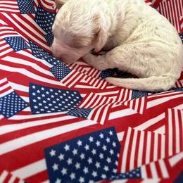 Betsy - Parti female Goldendoodle puppy in Cherry Tree, Pennsylvania from Plum Creek Acres Next Generation