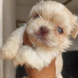 June - Cream and white female Shih Tzu puppy in Azusa, California from RJ Shih Tzu lover