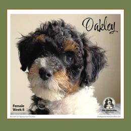 Oakley - Tri-color female Bernedoodle puppy in Branchland, West Virginia from Our Appalachian Doodles