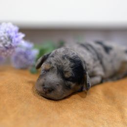 Cove - Phantom female Bernedoodle puppy in Queen Creek, Arizona from Dulcito Doodles
