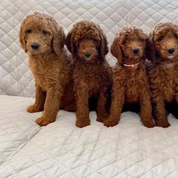 Goldendoodle Puppies from Razzle Dazzle Doodles TN