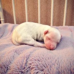 Passion - Cream female Havanese puppy in Cadwell, Georgia from Hashtag Havenese