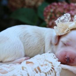 Firefly - Cream female Dachshund puppy in Wakarusa, Indiana from PuppyLove Dachshunds