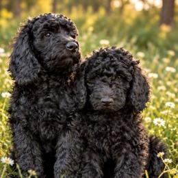 Nova - female Golden Mountain Doodle puppy in Big Spring, Texas from Oliva’s Doods