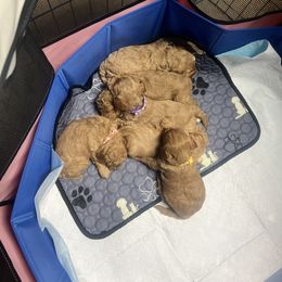 Cavapoo Puppies from Teddy & Elly Litter