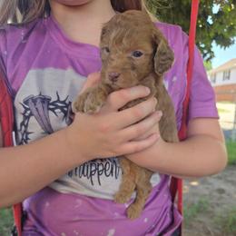 Han Solo - Brown merle male Aussiedoodle puppy in Cumberland, Rhode Island from W Doodle Crew