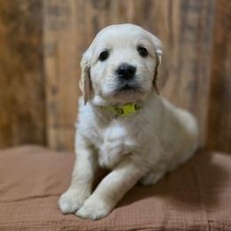 Robbins - Golden male Golden Retriever puppy in Fruitland, Idaho from Bethel Retrievers