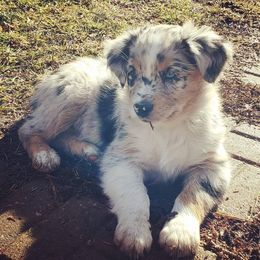 Australian Shepherd Puppies from Diamond Aussies N the Rough