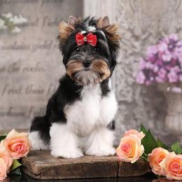 Gracie - Biewer Terrier